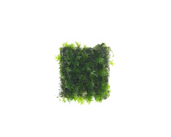 Natureholic moss pad - Fissidens europe - 2 x 2cm