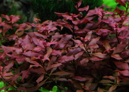 Small Deep Red Ludwigia - Ludwigia palustris Super Red - Tropica pot