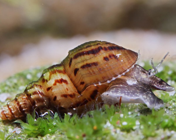 Escargot de tourbillon à picots - Melanoides granifera
