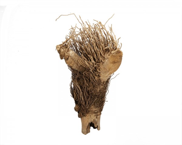 Bamboo root natural - about 40 cm