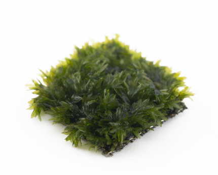 Natureholic Moss Pad - Fissidens miroshaki - 2 x 2cm