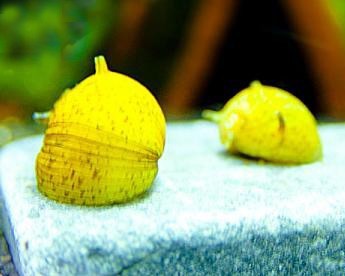 Yellow staghorn snail - Clithon subgranosum