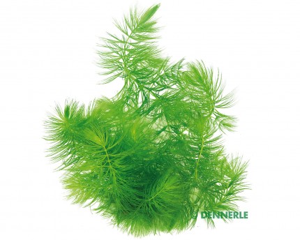 Rough hornwort / hornwort - Ceratophyllum demersum - Garnelio portion