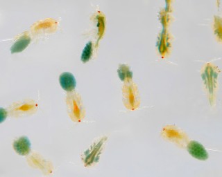 Marine Copepoden / Zooplankton - NatureHolic Lebendfutter