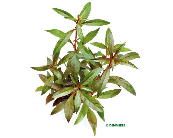 Glandular Ludwigia - Ludwigia glandulosa - Dennerle pot