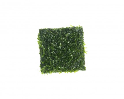 Natureholic Moss Pad - Pellia endiviifolia- 5 x 5cm
