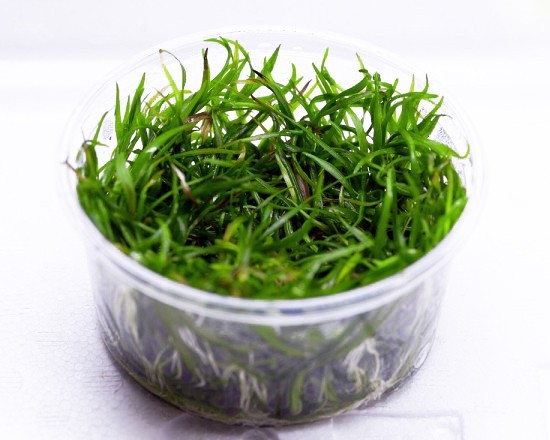 Grass-like dwarf - sword plant - Echinodorus tenellus - XXL InVitro cup