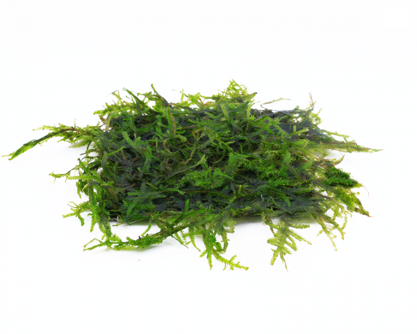 Weeping Moss Pad - Vesicularia ferriei - 8x8 cm