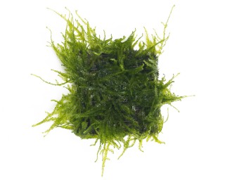 Natureholic Moospad - Taxiphyllum spec. „Spiky“ - 5 x 5cm