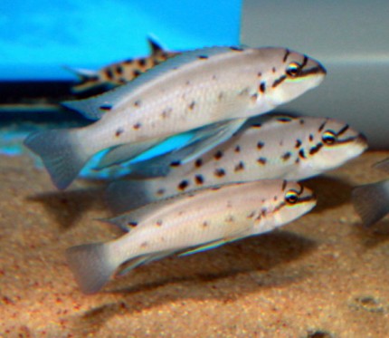 Chalinochromis ndobhoi Bulu Point - 7-9cm
