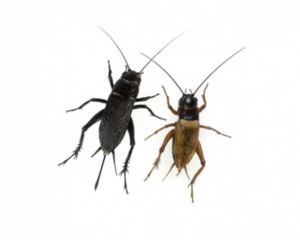 Live food - Two-spotted cricket vers. Sizes