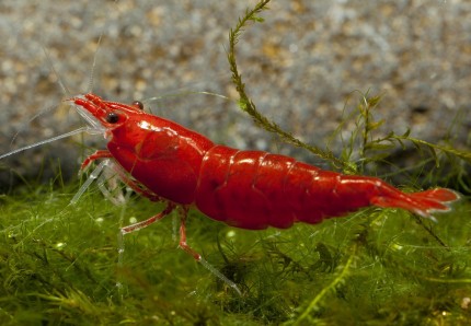 Carrying Bloody Mary shrimp - Neocaridina davidi 