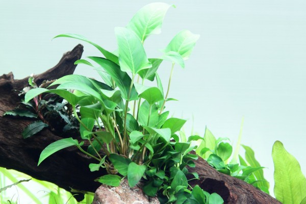 Evy-bladigt spjutblad - Anubias gracilis - Tropica Pot