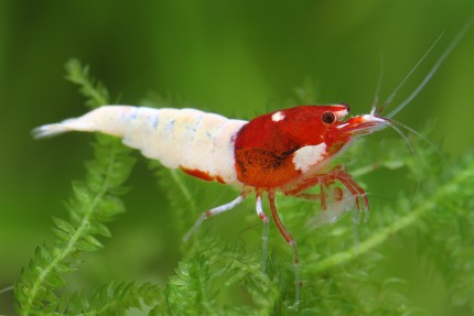 Red Pinto Shrimp - Shadow Shrimp - Taiwan Bee - Caridina sp.
