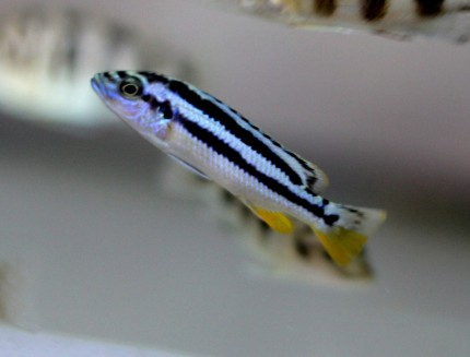 Melanochromis kaskazini - 4-6cm
