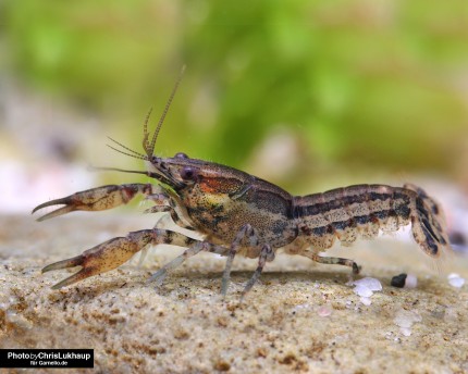 Schmitt's dwarf crayfish - Cambarellus schmitti