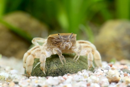 Dwarf ghost underwater crab - Potamocypoda pugil