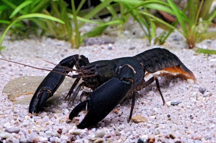 Black Scorpion Crab - Cherax holthuisi
