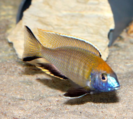 Nyassachromis prostoma Gome - 12-15cm
