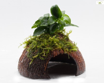 Bonsai Moss Cave / Coco Shell - Kokosnöt med julmossa och Bonsai Spear Leaf