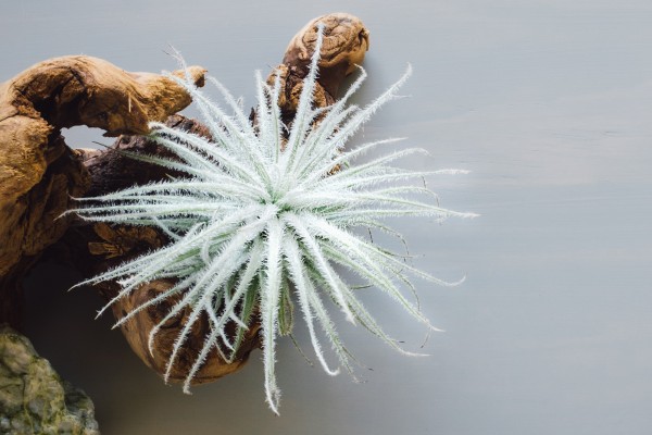 Snowball - Tillandsia tectorum