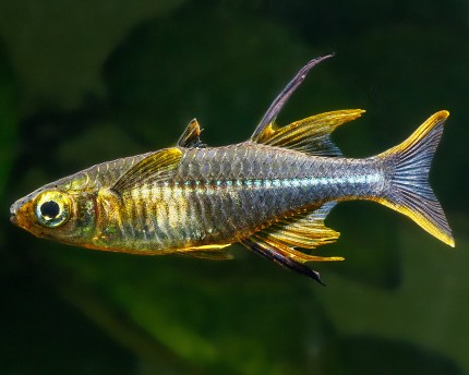 Celebes sunray fish - Marosatherina ladigesi
