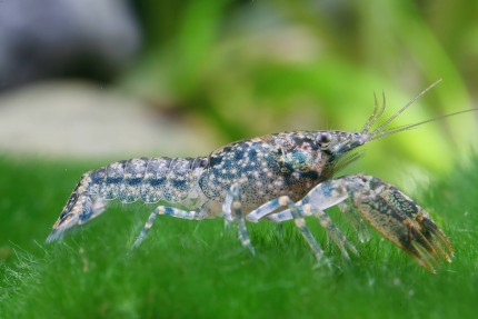 Lousiana dwarf crayfish - Cambarellus shufeldtii