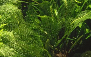 Madagaskar Gitterpflanze - Aponogeton madagascariensis - Knolle