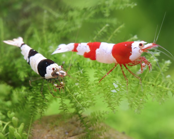 Red & Black Bee Mix - Caridina logemanni | Dwarf shrimp sets | Shrimp |  Invertebrates & Co. | Garnelio EN