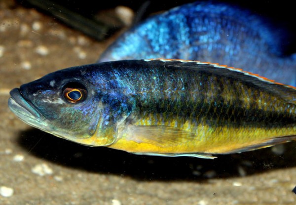 Taeniochromis holotaenia 10-12cm