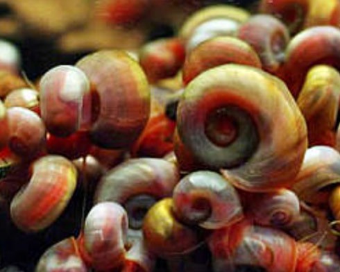 Feeder Snails - levande foder - 90ml