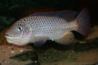 Oreochromis schwebischi - 11-13cm