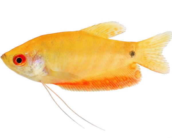 Fadenfisch gold lg - Trichogaster trichopterus