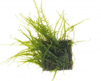 Natureholic Moss Pad - Taxiphyllum sp. 