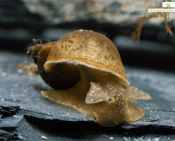 Escargot de Yoda (escargot de vase ovoïde) - Radix balthica