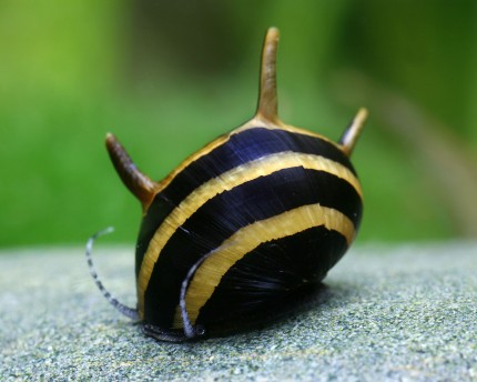 Antlered snail Black & Gold - Clithon diadema