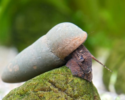 Thunderbolt snail - Tylomelania perfecta