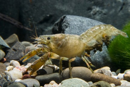 Cambarellus chapalanus - Chapa dwarf crayfish