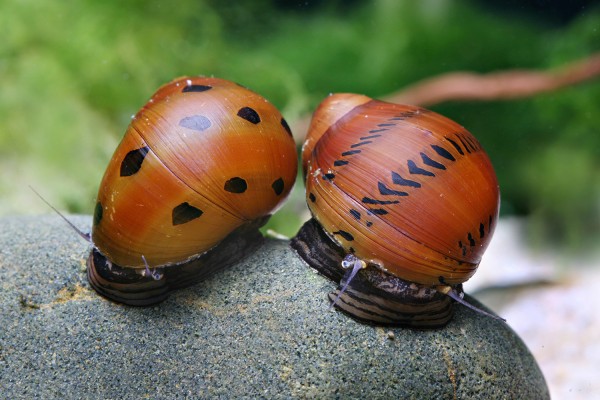 Orange Track racing snail - Vittina semiconica