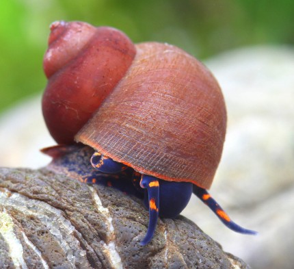 Blue Berry Snail - Viviparus sp.