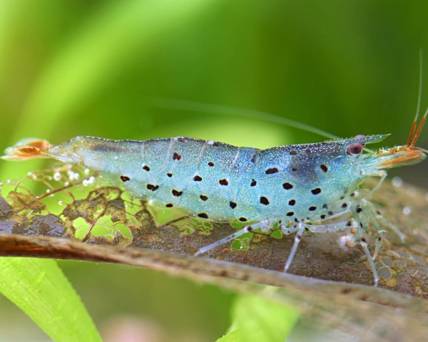 Blaue Leopardgarnele - Caridina rubropunctata