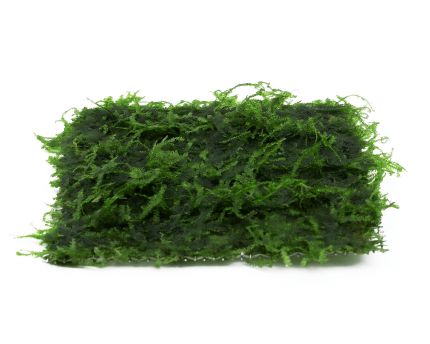 Java Moss Pad - Taxiphyllum barbieri - 8x8 cm