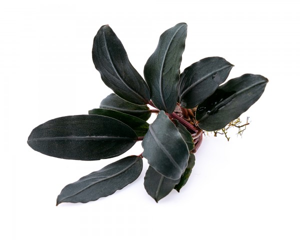 Bucephalandra spec. Dark Emerald - Rarity Nano Perching Plant