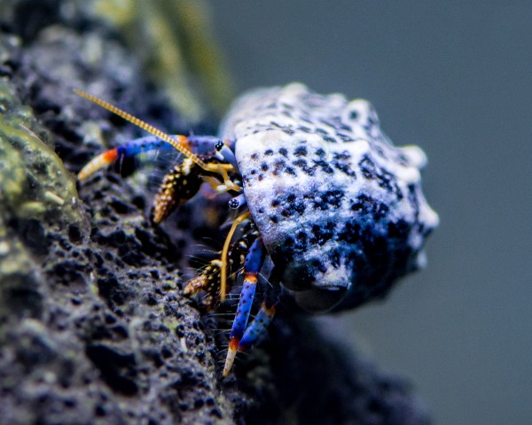Blue leg hermit crabs - Clibanarius tricolor