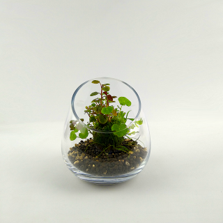 PlantMyTank - Wabi Kusa Set mit bepflanzem Moosball - 