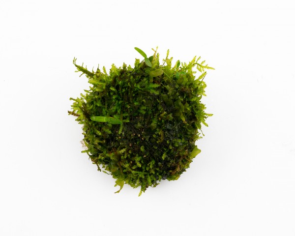 PlantMyTank - "Weideball" aus Moos- u. Pflanzenmix - 4 cm x 6 cm