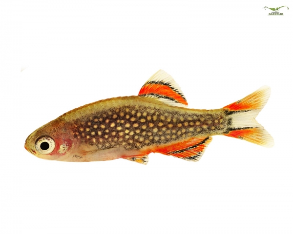 Perlhuhnbärbling - Celestichthys margaritatus (Minifisch)