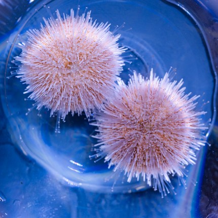 Nano sea urchin pink - Salmacis sp