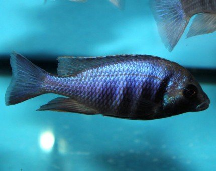 Placidochromis electra black chin Nametumbwe - 10-12cm - very rare
