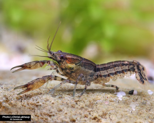 Schmitt's dwarf crayfish - Cambarellus schmitti